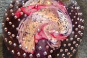 Caithness Vintage Glass Paperweights