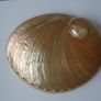 Large shell, Home decor, Trinket dish, Display, Ornament,Gift Image 5