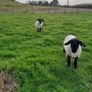 Rams Image 8