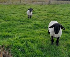 Rams