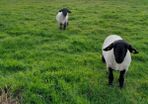 Rams