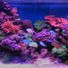 ReefKeeper101