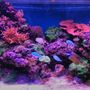 ReefKeeper101
