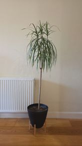 dracena