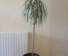 dracena