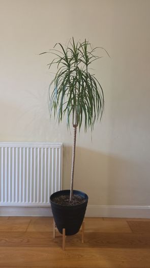 dracena