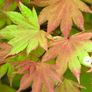Maple Tree Image 6