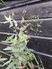 Eucalyptus Ovata trees