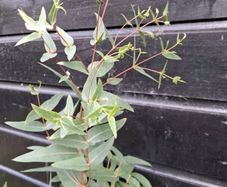 Eucalyptus Ovata trees