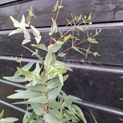 Eucalyptus Ovata trees