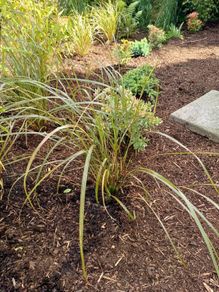 Pheasant tail ornamental Grasses