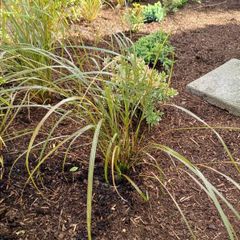 Pheasant tail ornamental Grasses