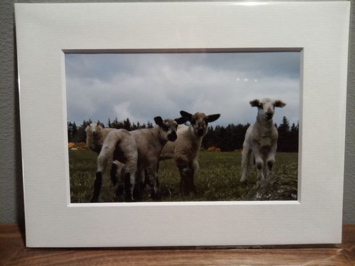 Mounted Original Photography - Wicklow Lambs
