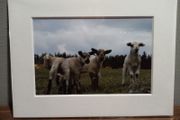 Mounted Original Photography - Wicklow Lambs