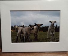 Mounted Original Photography - Wicklow Lambs