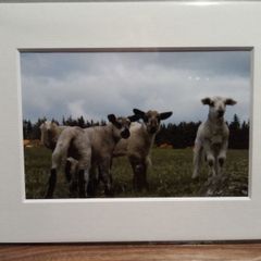 Mounted Original Photography - Wicklow Lambs