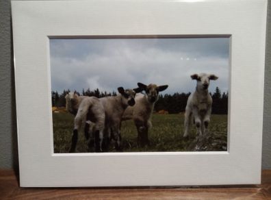 Mounted Original Photography - Wicklow Lambs