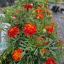(M) Marigold Carmen seeds 1g (414598) Image 2