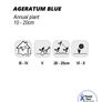 (A) Ageratum Blue Seeds 0,5g (185547) Image 2