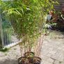 Bamboos plants for Evergreen hedge Image 3
