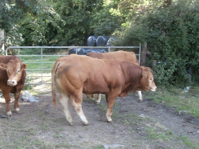 limousin  bulls
