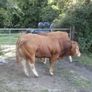 limousin  bulls Image 8