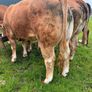 Limousine bull Image 2
