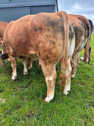 Limousine bull