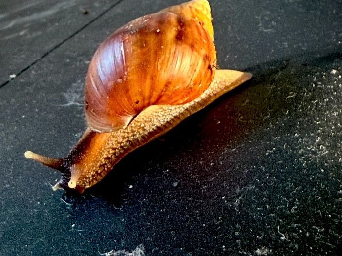 Giant African Land snail