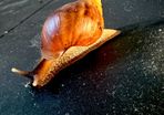Giant African Land snail