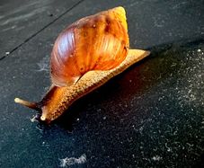 Giant African Land snail