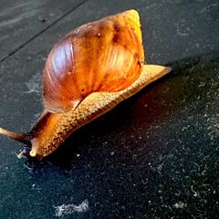 Giant African Land snail