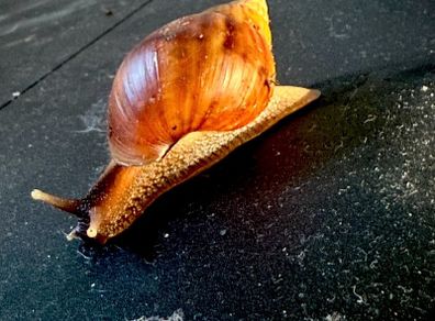 Giant African Land snail