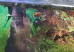 male guppys