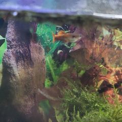male guppys