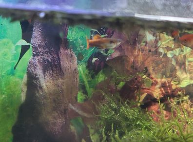 male guppys