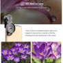 APEXEL 5 in 1 Camera Phone Lens Kit HD 4K Image 5