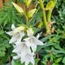 White Campanula Image 3