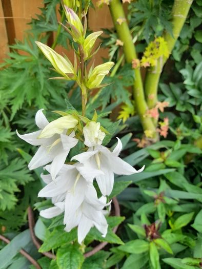 White Campanula