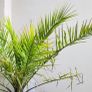 Palm Phoenix Dactylifera Plant Image 2