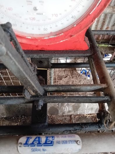 Sheep Weighing Scales