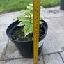 plant Image 3