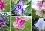 Aquilegia Seeds / Aquilegia Plants