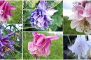 Aquilegia Seeds / Aquilegia Plants