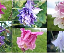 Aquilegia Seeds / Aquilegia Plants
