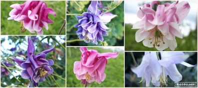 Aquilegia Seeds / Aquilegia Plants