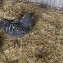 Beautiful maran hen and chicks Image 2