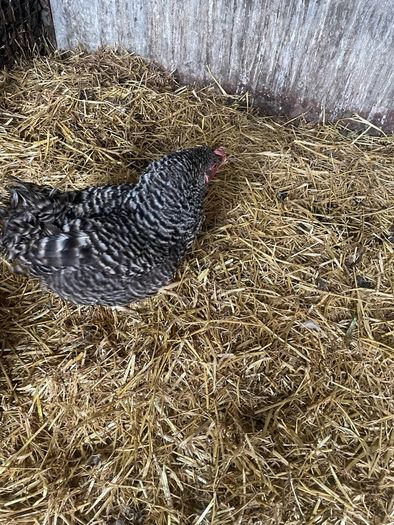Beautiful maran hen and chicks