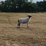 Valais black nose Image 2