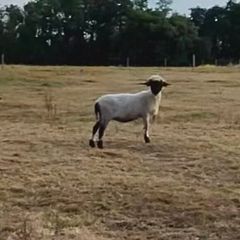 Valais black nose